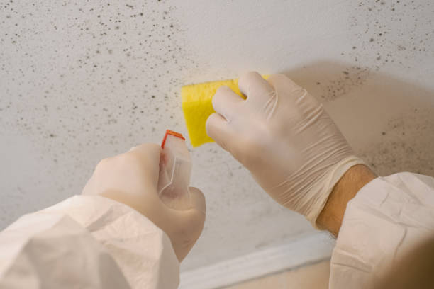 Best Post-Remediation Verification Testing  in Decatur, MI