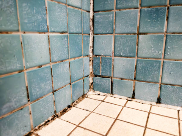 Best Mold Remediation for Healthcare Facilities  in Decatur, MI