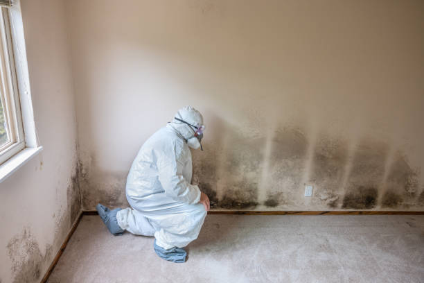 Best Biohazard Mold Removal  in Decatur, MI