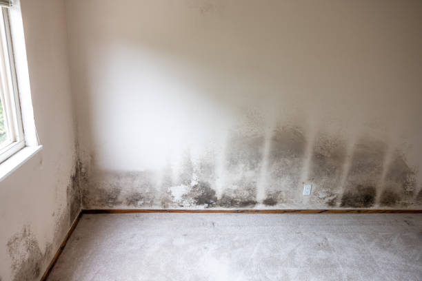 Asbestos and Lead Testing During Mold Inspection in Decatur, MI