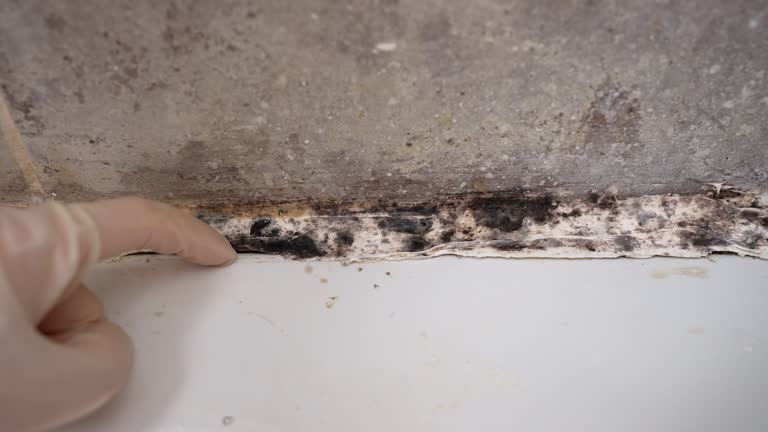 Best Attic Mold Removal  in Decatur, MI